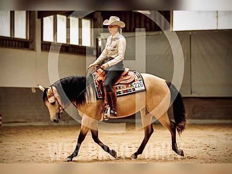 Quarter horse américain Jument 5 Ans 150 cm Buckskin in Buchenberg