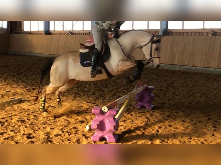 Quarter horse américain Jument 5 Ans 150 cm Buckskin in Buchenberg