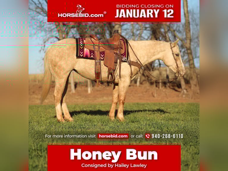 Quarter horse américain Jument 5 Ans 150 cm Palomino in Elgin