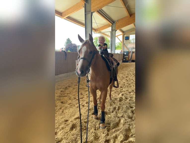 Quarter horse américain Jument 5 Ans 150 cm Palomino in Kierspe