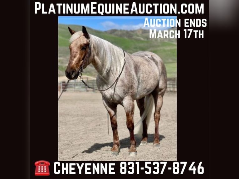 Quarter horse américain Jument 5 Ans 150 cm Palomino in Bitterwater CA