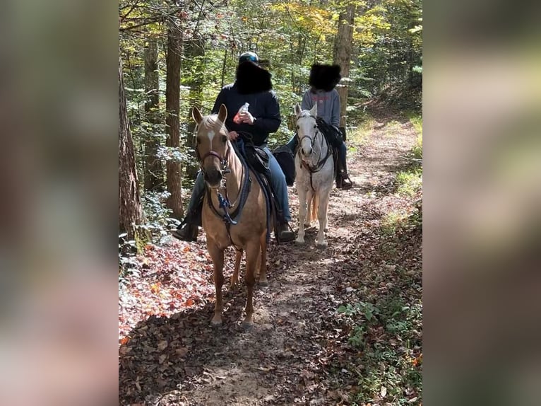 Quarter horse américain Jument 5 Ans 150 cm Palomino in Marysville