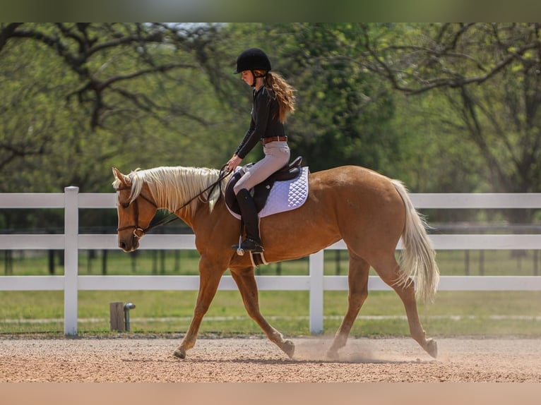 Quarter horse américain Jument 5 Ans 150 cm in Joshua, TX