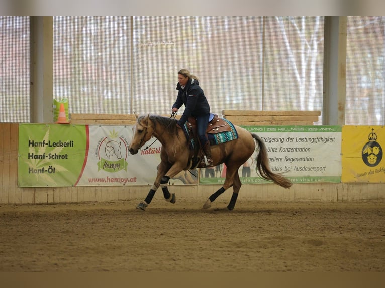 Quarter horse américain Jument 5 Ans 150 cm in Gro&#xDF; Enzersdorf