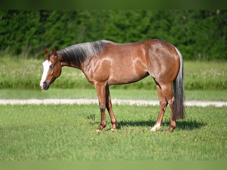 Quarter horse américain Jument 5 Ans 150 cm Rouan Rouge in Waco, TX