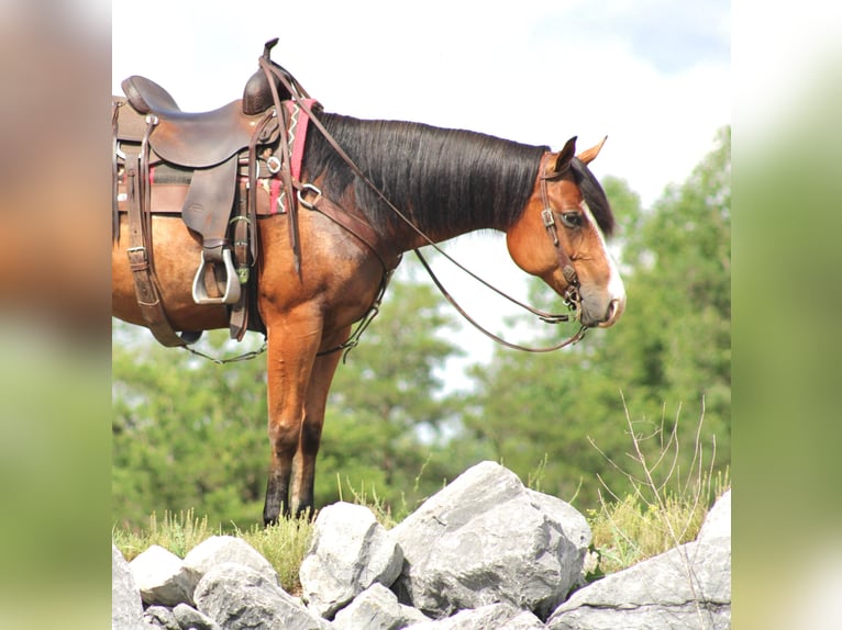 Quarter horse américain Jument 5 Ans 150 cm in Rebersburg