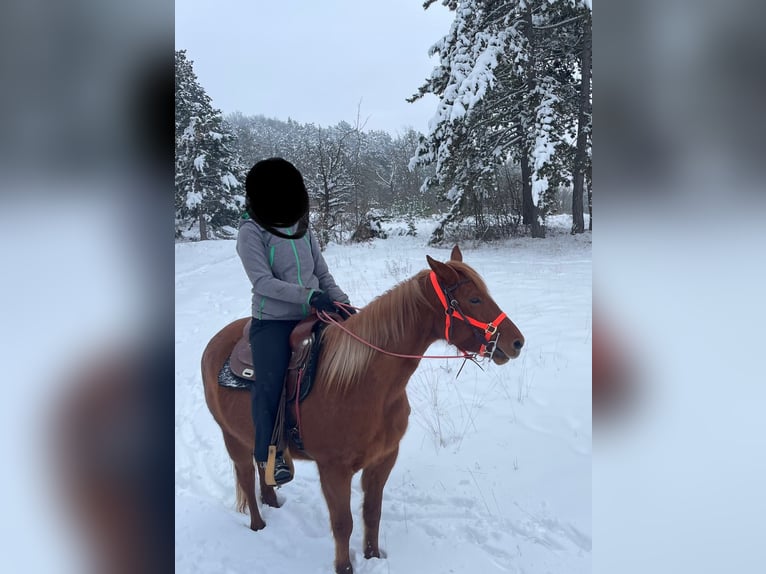 Quarter horse américain Croisé Jument 5 Ans 151 cm Alezan in Eisenach