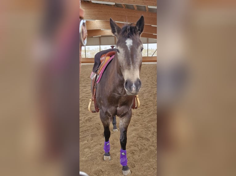 Quarter horse américain Jument 5 Ans 151 cm Buckskin in Hitzhofen
