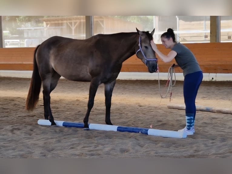 Quarter horse américain Jument 5 Ans 151 cm Buckskin in Hitzhofen