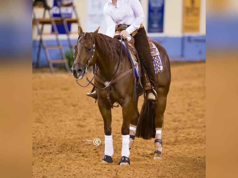 Quarter horse américain Jument 5 Ans 152 cm Alezan in Coesfeld