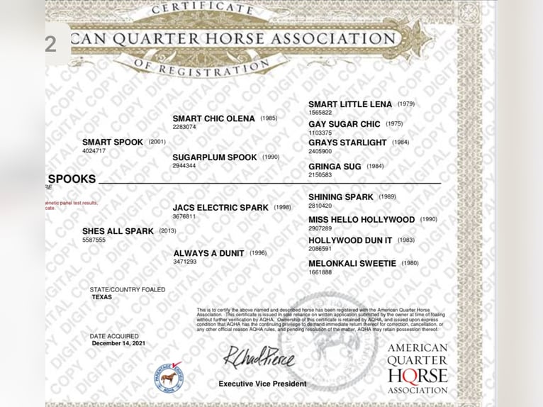Quarter horse américain Jument 5 Ans 152 cm Alezan in Coesfeld
