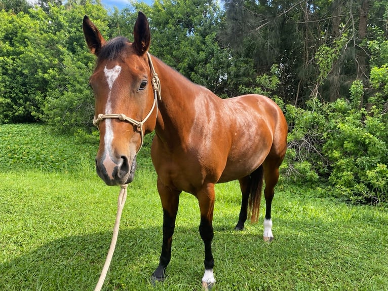 Quarter horse américain Jument 5 Ans 152 cm Bai cerise in Delray Beach