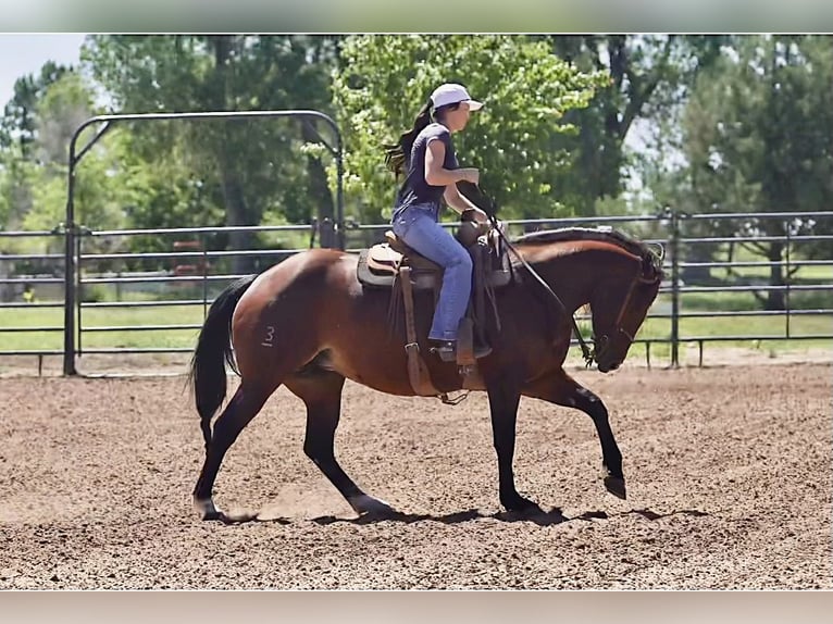 Quarter horse américain Jument 5 Ans 152 cm Bai cerise in Canadian