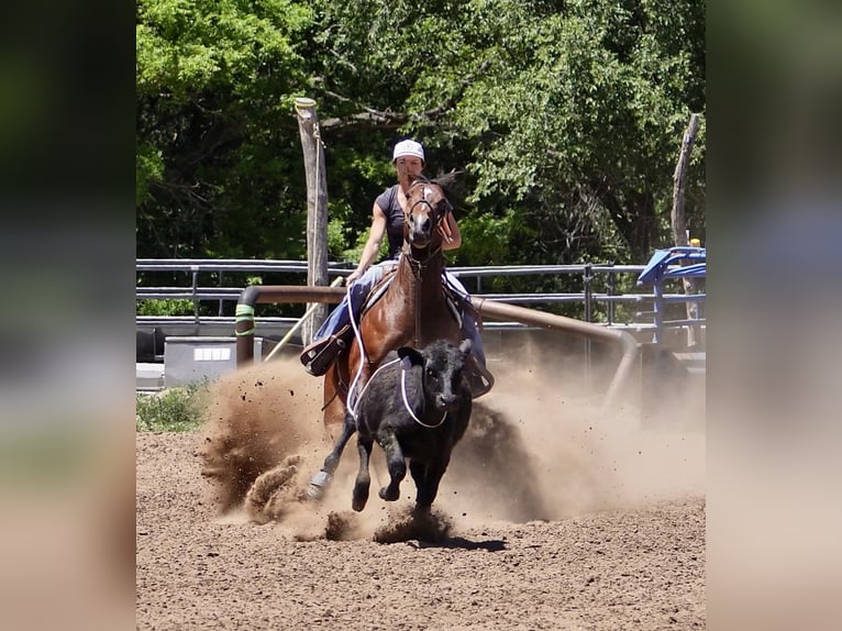 Quarter horse américain Jument 5 Ans 152 cm Bai cerise in Canadian