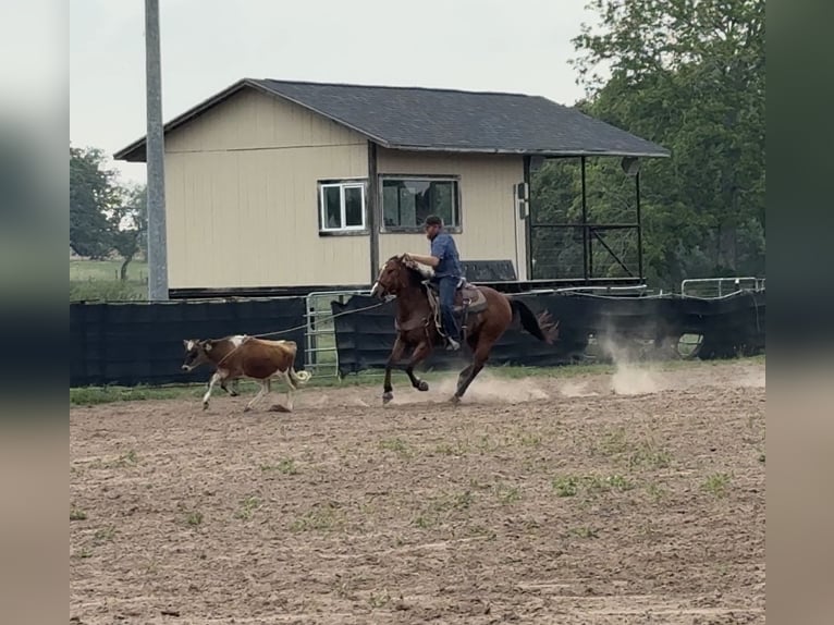 Quarter horse américain Jument 5 Ans 152 cm Bai cerise in Victoria
