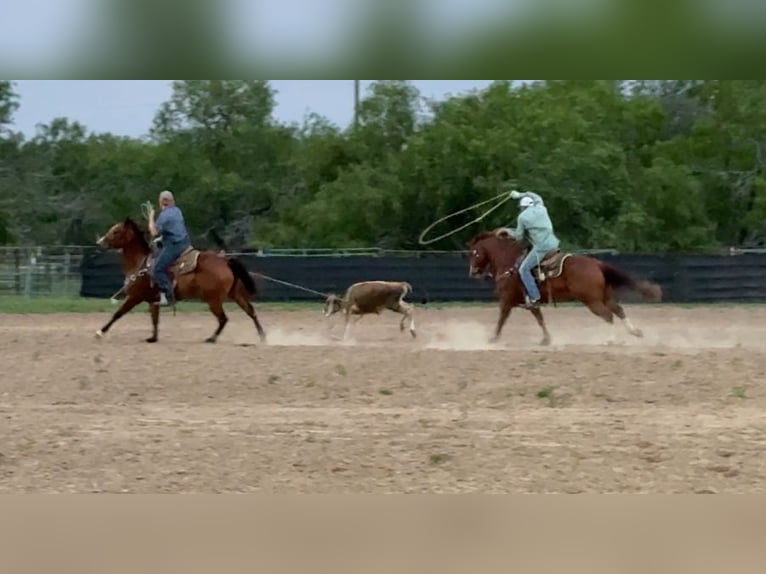 Quarter horse américain Jument 5 Ans 152 cm Bai cerise in Victoria