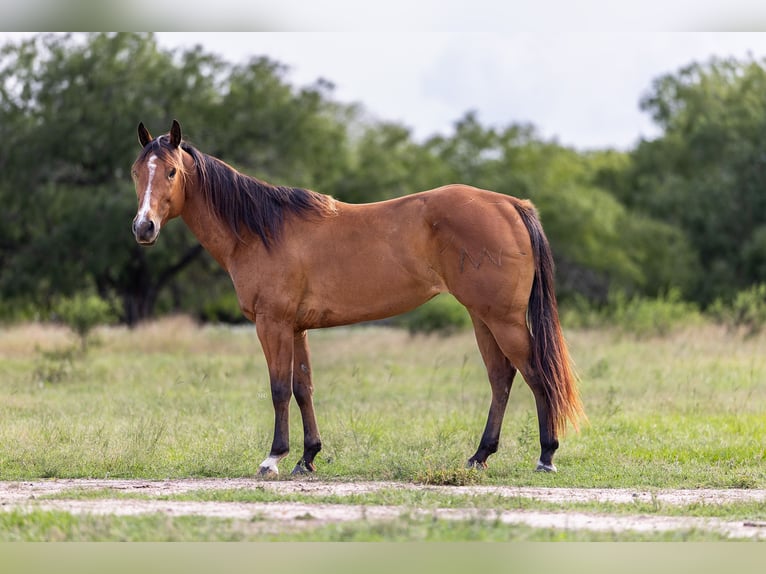 Quarter horse américain Jument 5 Ans 152 cm Bai cerise in Victoria