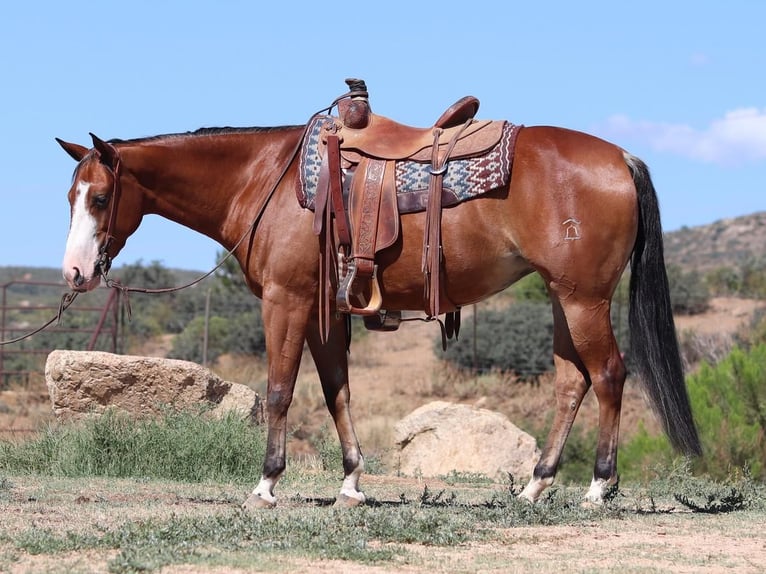 Quarter horse américain Jument 5 Ans 152 cm Bai cerise in Dewey, AZ