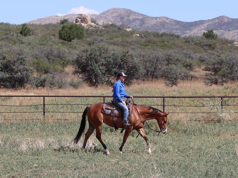 Quarter horse américain Jument 5 Ans 152 cm Bai cerise in Dewey, AZ