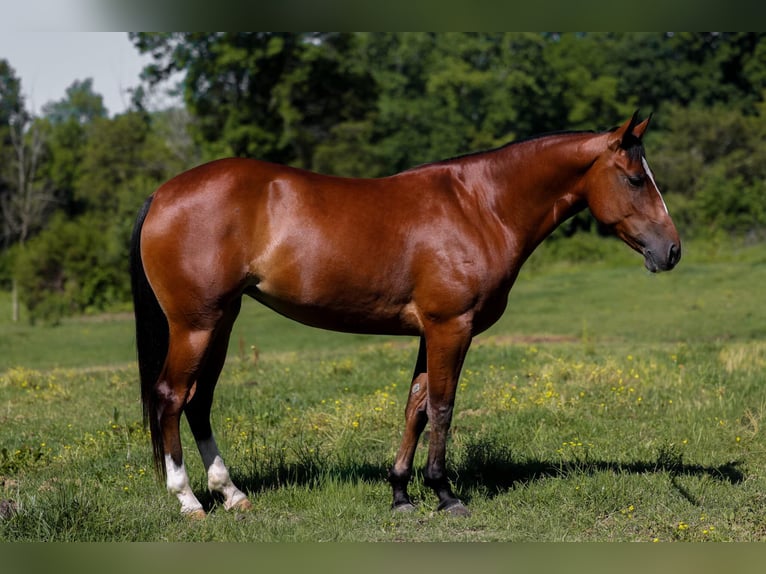 Quarter horse américain Jument 5 Ans 152 cm Bai cerise in Mount Vernon, KY