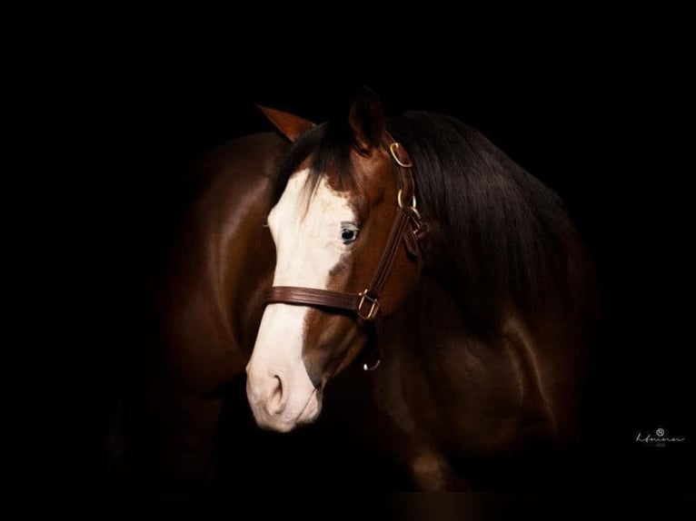Quarter horse américain Jument 5 Ans 152 cm Bai in Bogen