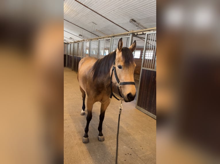 Quarter horse américain Jument 5 Ans 152 cm Buckskin in Sonnenbühl