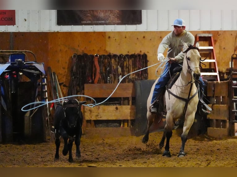 Quarter horse américain Jument 5 Ans 152 cm Buckskin in Cannon Falls