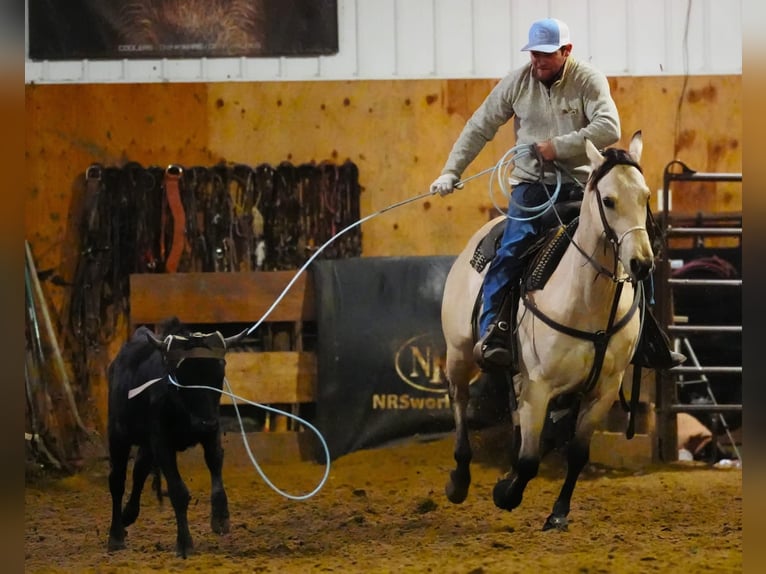 Quarter horse américain Jument 5 Ans 152 cm Buckskin in Cannon Falls