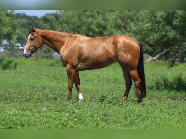 Quarter horse américain Jument 5 Ans 152 cm Buckskin in Stephenville TX