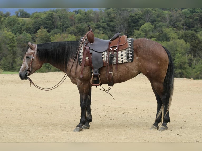 Quarter horse américain Jument 5 Ans 152 cm Gris noir in Beaver Springs