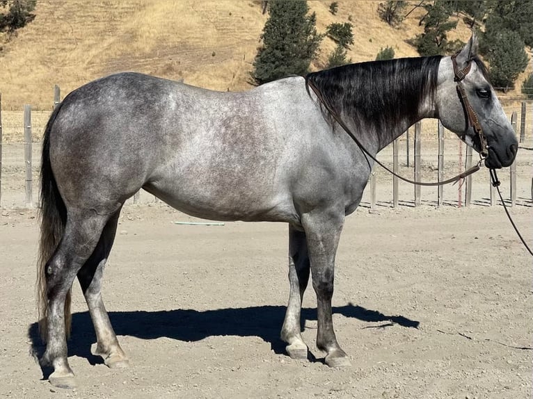 Quarter horse américain Jument 5 Ans 152 cm Gris pommelé in Paicines CA