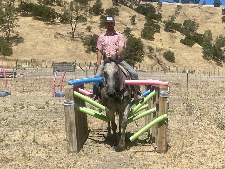 Quarter horse américain Jument 5 Ans 152 cm Gris pommelé in Paicines CA