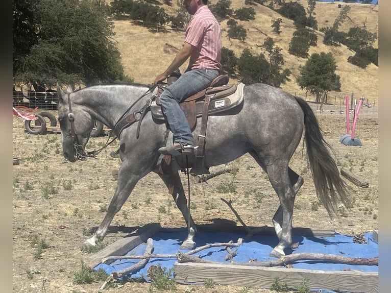 Quarter horse américain Jument 5 Ans 152 cm Gris pommelé in Paicines CA