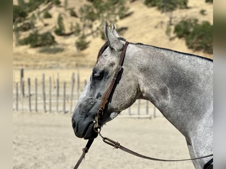 Quarter horse américain Jument 5 Ans 152 cm Gris pommelé in Paicines CA