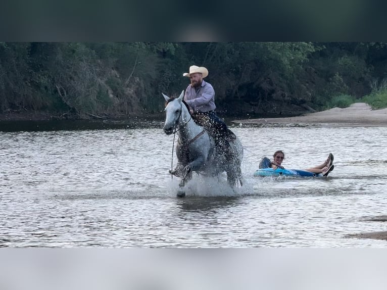 Quarter horse américain Jument 5 Ans 152 cm Gris in Dennis