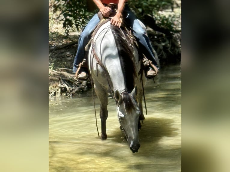 Quarter horse américain Jument 5 Ans 152 cm Gris in Dennis