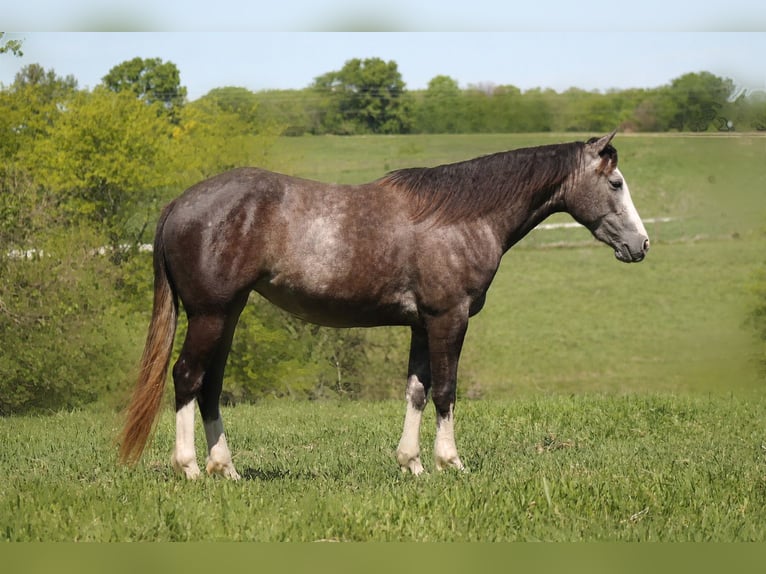 Quarter horse américain Jument 5 Ans 152 cm Gris in Plano