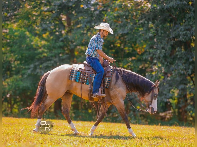 Quarter horse américain Jument 5 Ans 152 cm Isabelle in Lyles, TN