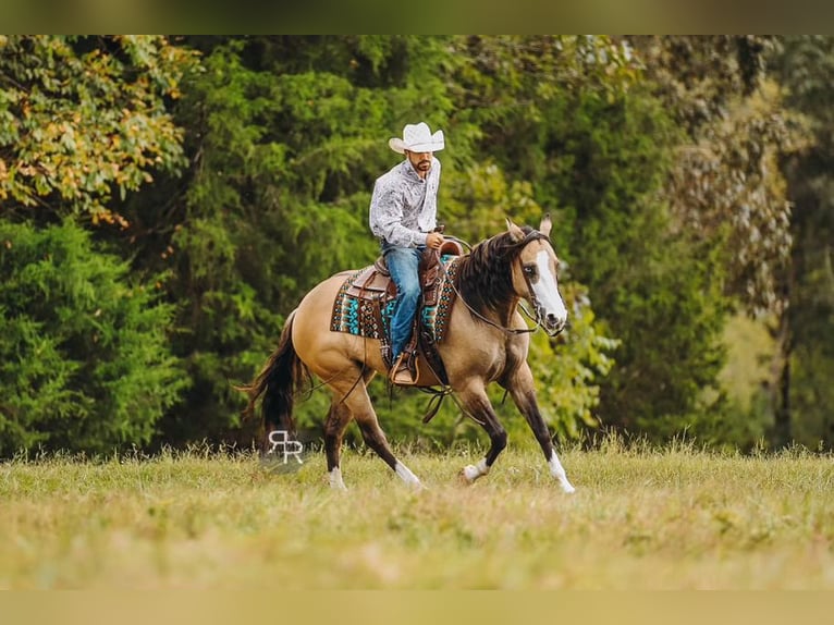 Quarter horse américain Jument 5 Ans 152 cm Isabelle in Lyles, TN