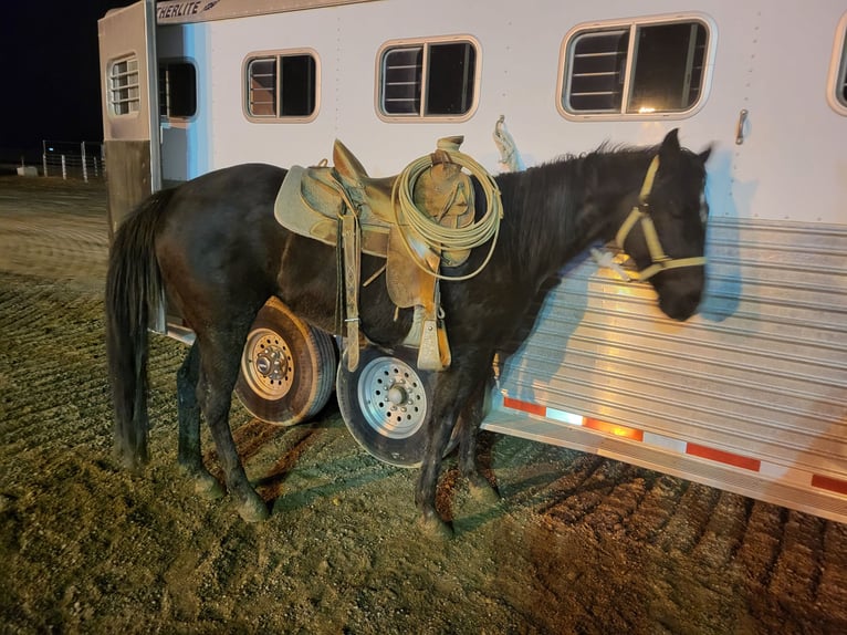 Quarter horse américain Jument 5 Ans 152 cm Noir in Battle Mountain