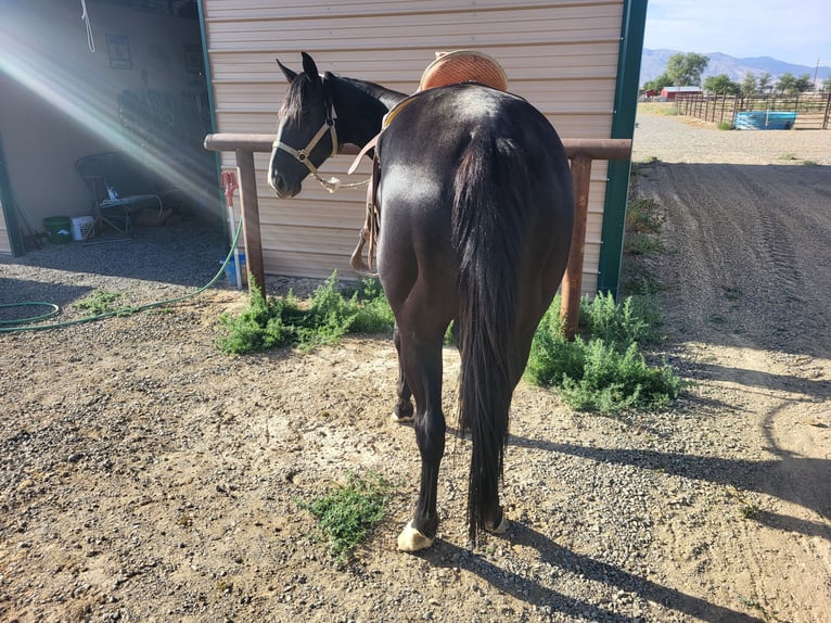 Quarter horse américain Jument 5 Ans 152 cm Noir in Battle Mountain