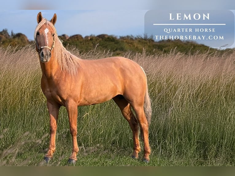 Quarter horse américain Jument 5 Ans 152 cm Palomino in Larkspur, CO