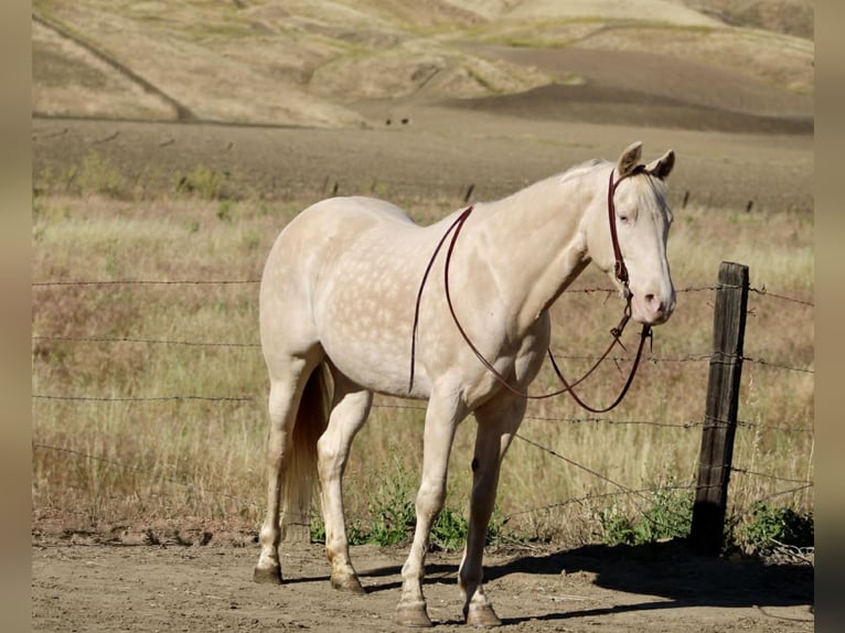 Quarter horse américain Jument 5 Ans 152 cm Perlino in King City