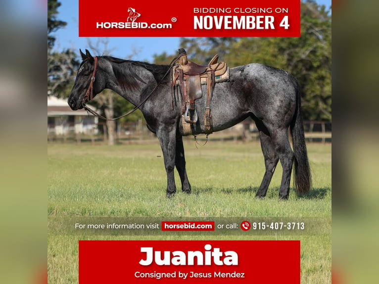 Quarter horse américain Jument 5 Ans 152 cm Rouan Bleu in Joshua