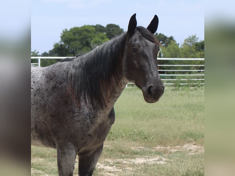 Quarter horse américain Jument 5 Ans 152 cm Rouan Bleu in Kaufman