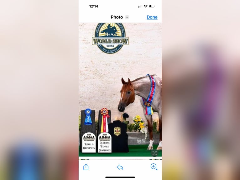 Quarter horse américain Jument 5 Ans 152 cm Rouan Rouge in Vidalia