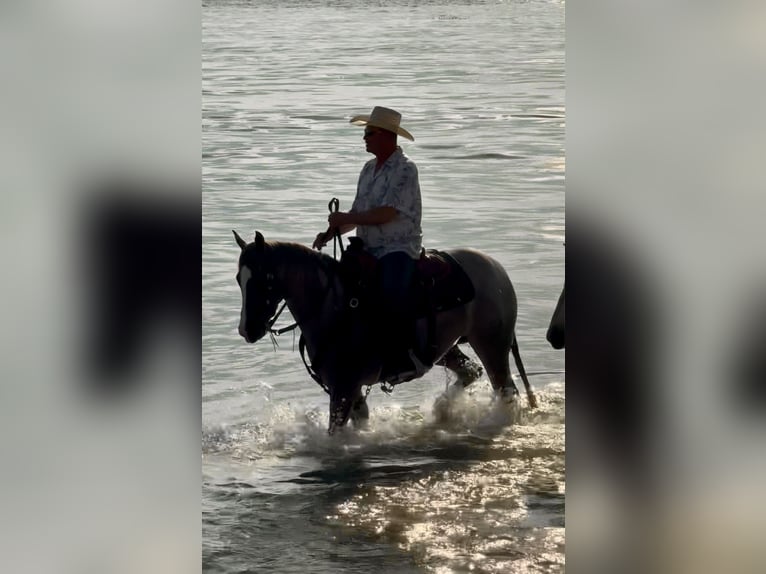 Quarter horse américain Jument 5 Ans 152 cm Rouan Rouge in Belen