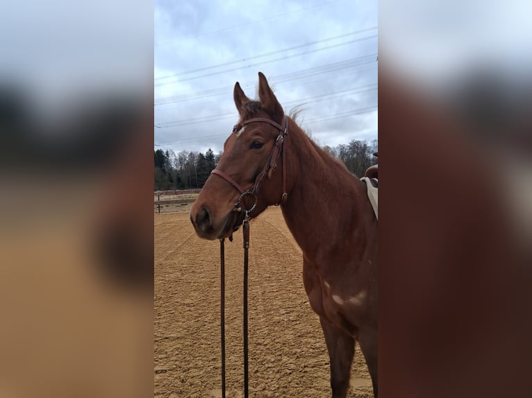 Quarter horse américain Jument 5 Ans 153 cm Alezan in Unterföhring