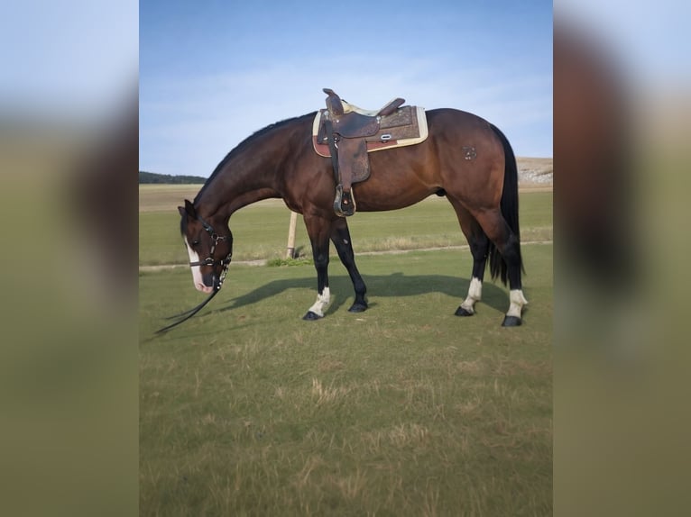 Quarter horse américain Jument 5 Ans 153 cm Bai brun in Bari