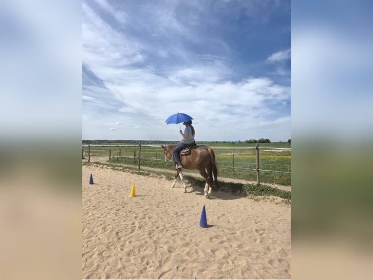 Quarter horse américain Jument 5 Ans 154 cm Alezan in Freystadt